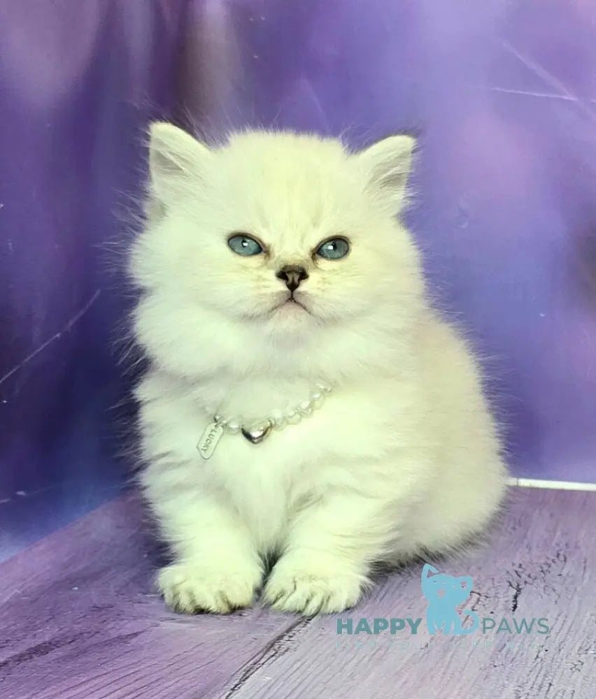 Diona Munchkin female blue silver shaded pointed live animals