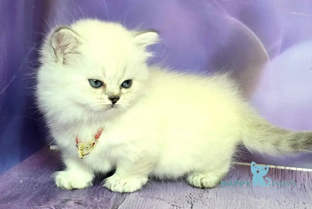 Diona Munchkin female blue silver shaded pointed live animals