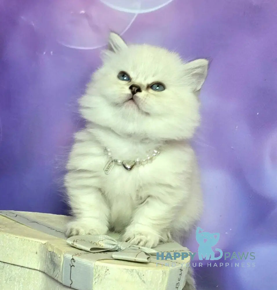 Diona Munchkin female blue silver shaded pointed live animals