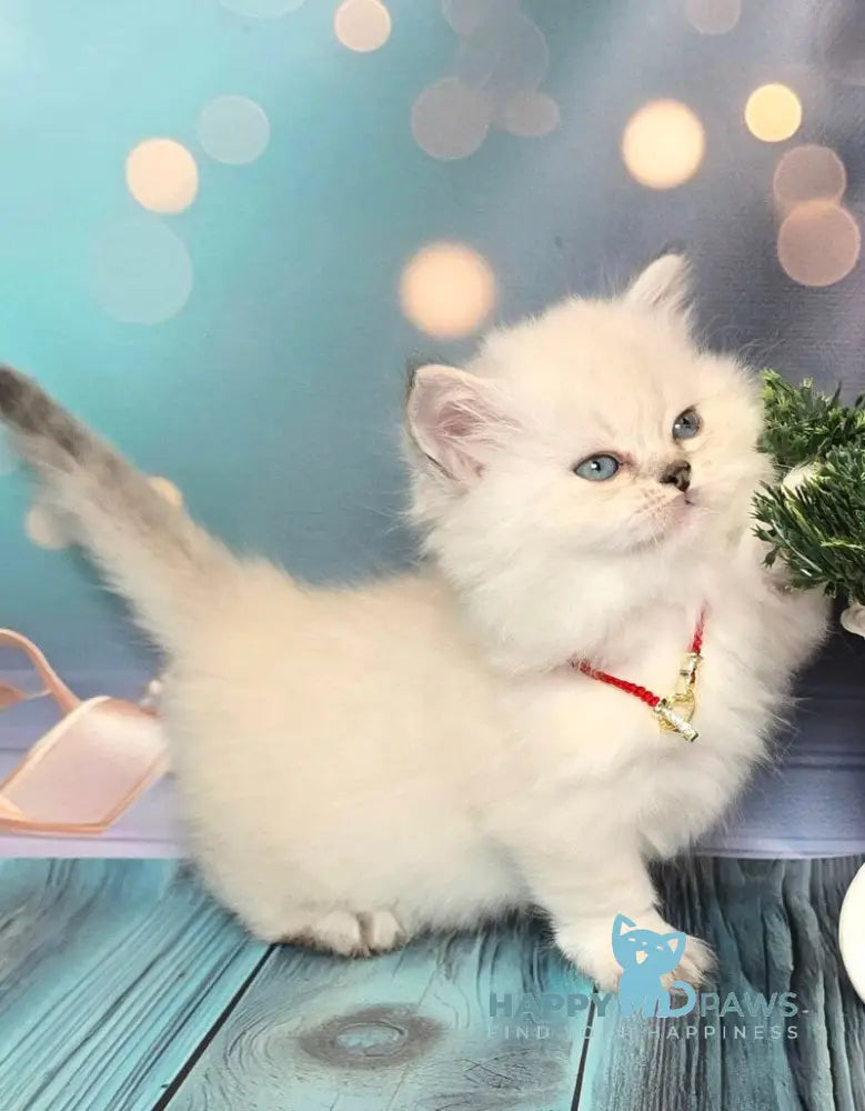 Diona Munchkin female blue silver shaded pointed live animals