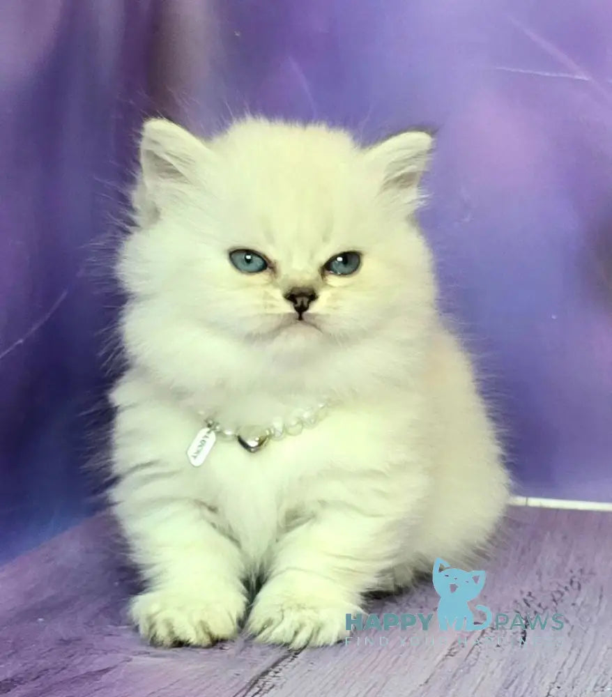 Diona Munchkin female blue silver shaded pointed live animals