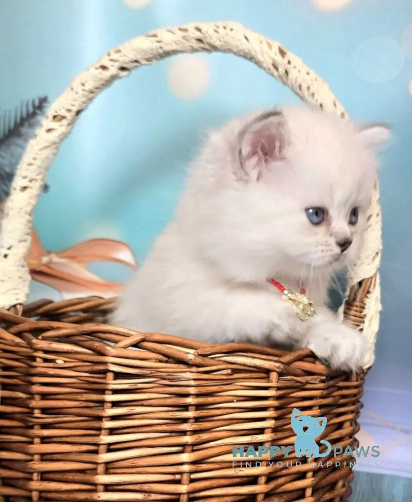 Diona Munchkin female blue silver shaded pointed live animals