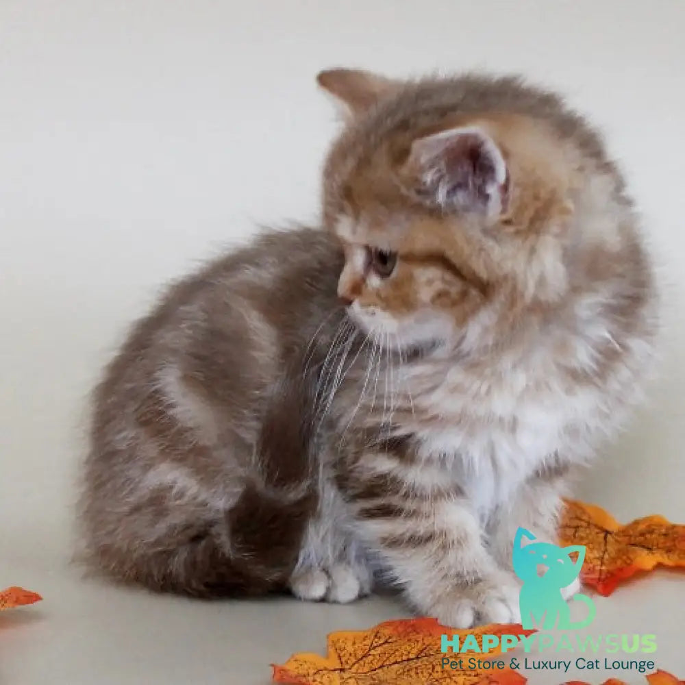 Diona Scottish Straight female cinnamon tabby - live animals