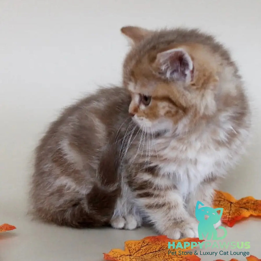Diona Scottish Straight female cinnamon tabby - live animals