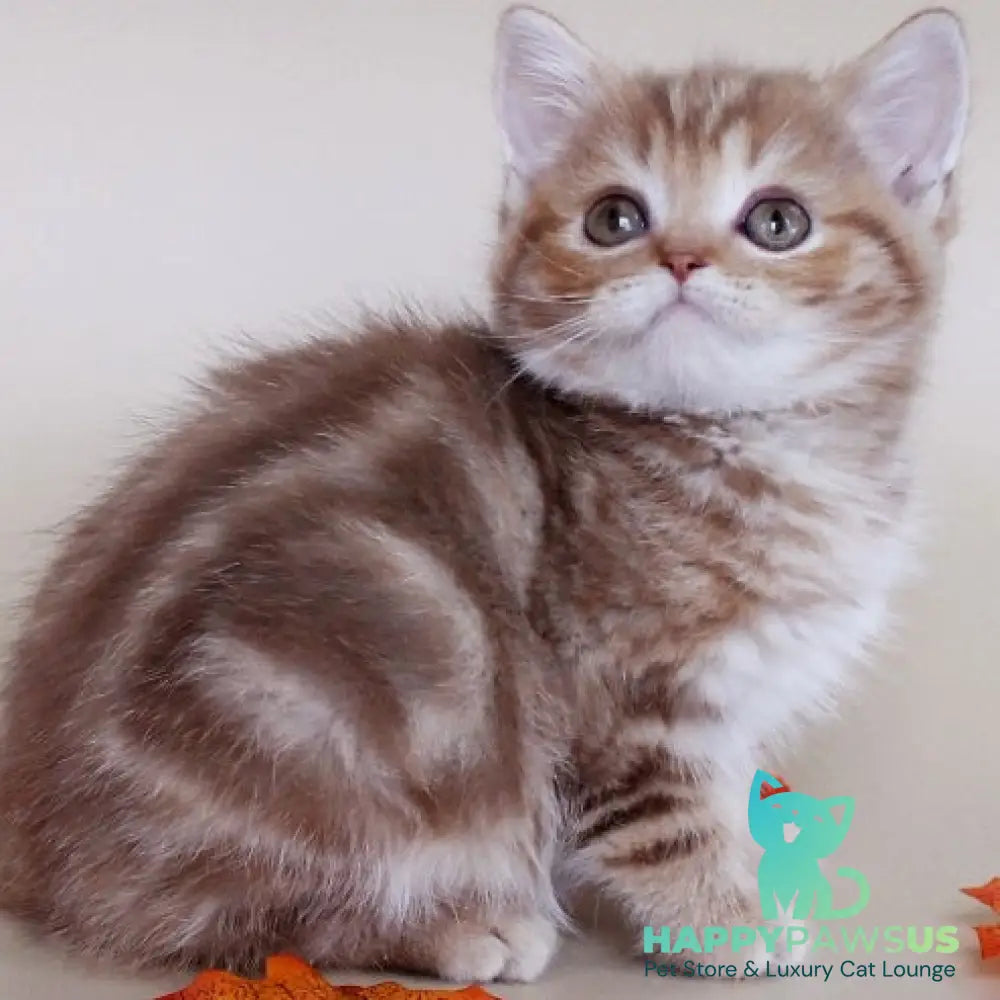 Diona Scottish Straight female cinnamon tabby - live animals