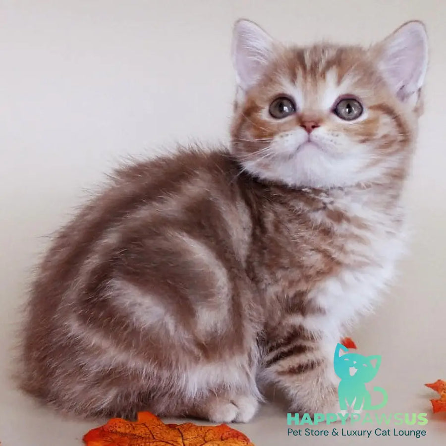 Diona Scottish Straight female cinnamon tabby - live animals