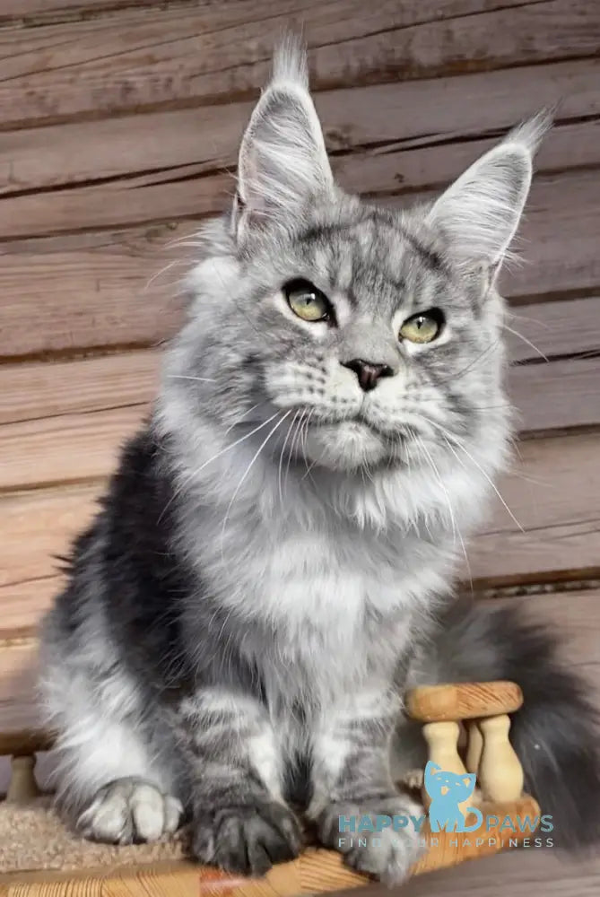 Dionis Maine Coon Male Black Silver Tabby Live Animals