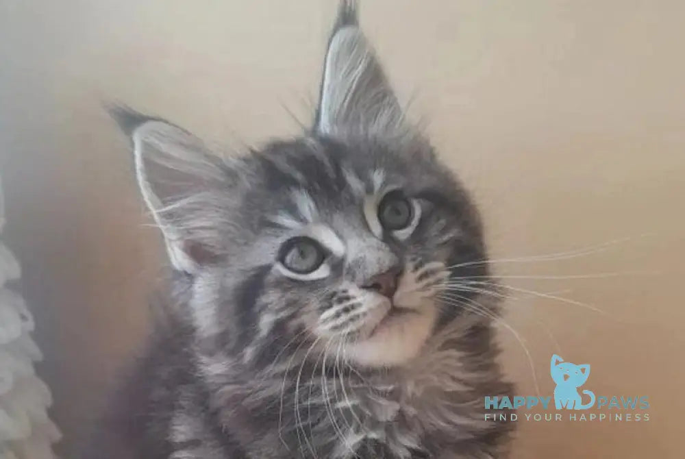 Dionysus Maine Coon male black silver tabby live animals