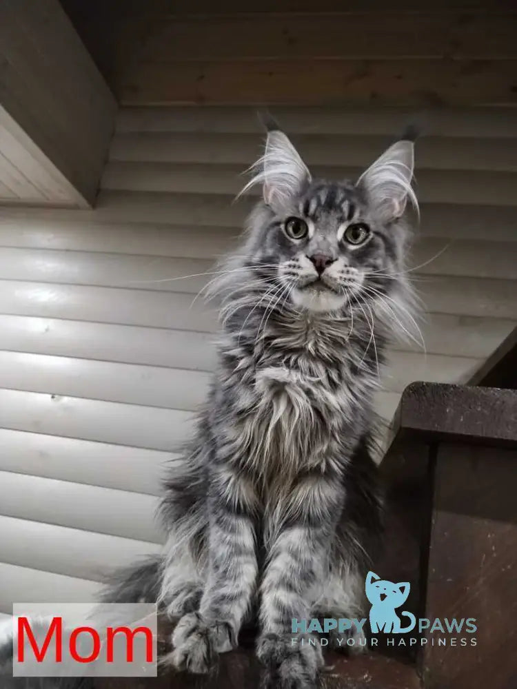 Dionysus Maine Coon male black silver tabby live animals