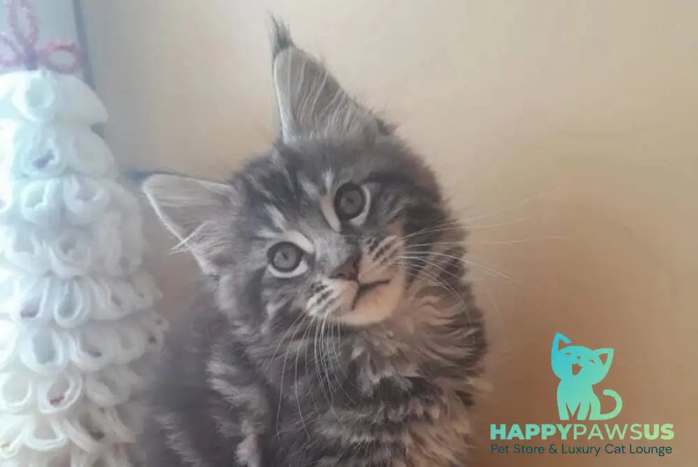 Dionysus Maine Coon male black silver tabby live animals
