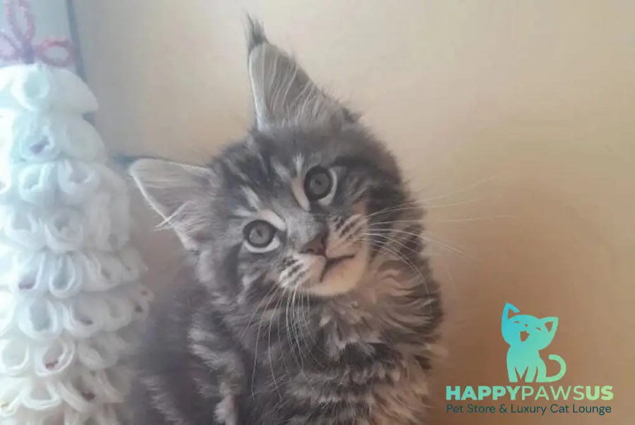Dionysus Maine Coon male black silver tabby live animals