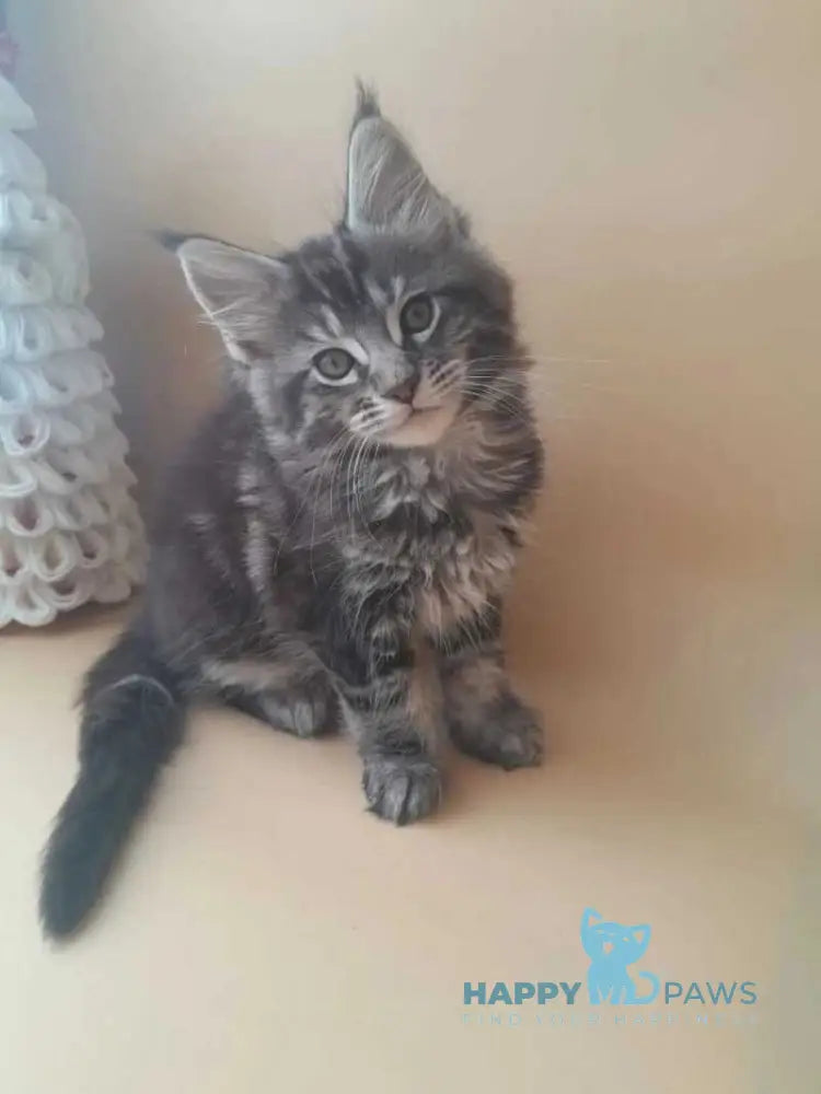 Dionysus Maine Coon male black silver tabby live animals