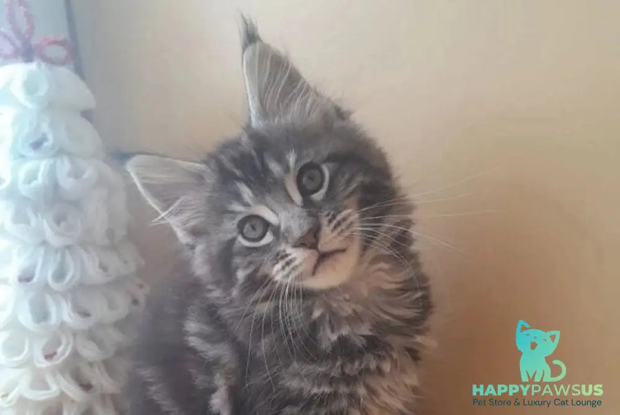 Dionysus Maine Coon male black silver tabby live animals