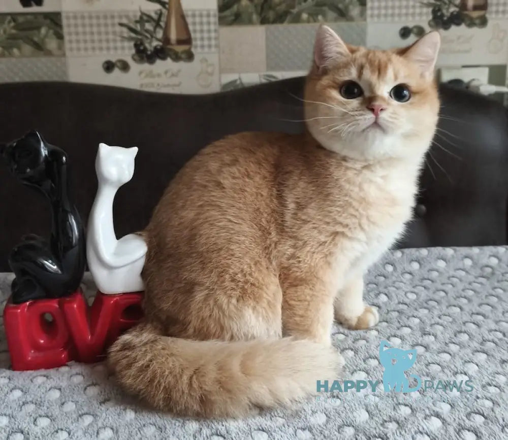 Dior British Shorthair male black golden shaded live animals