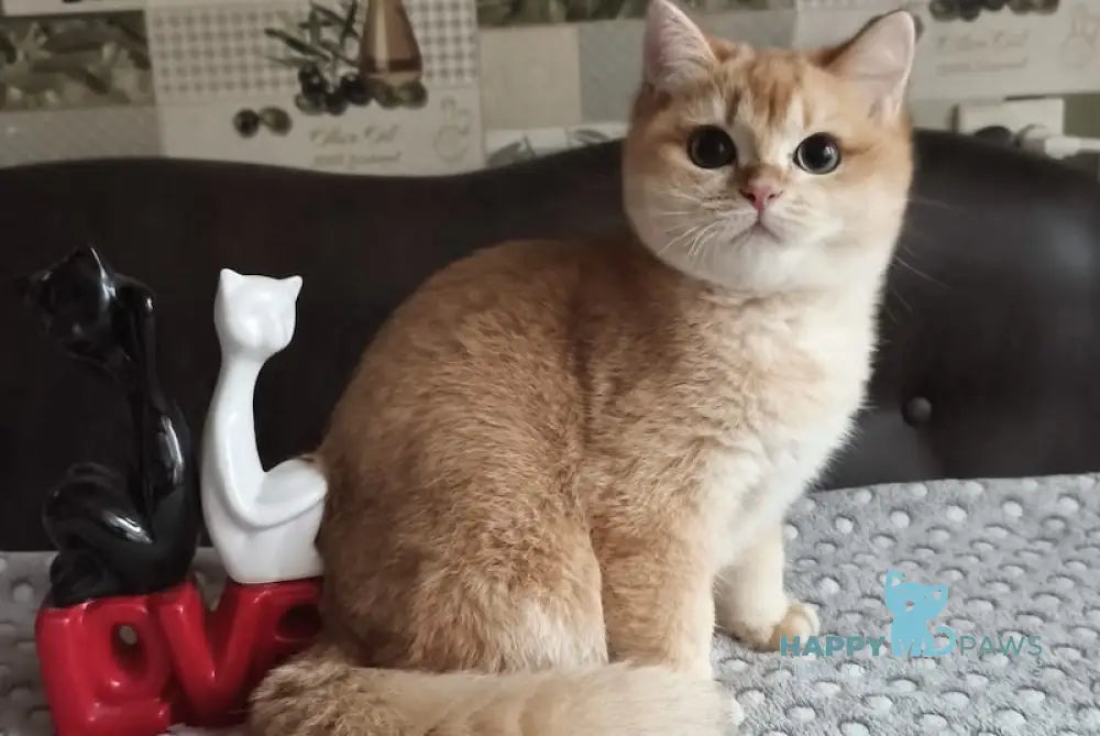 Dior British Shorthair male black golden shaded live animals