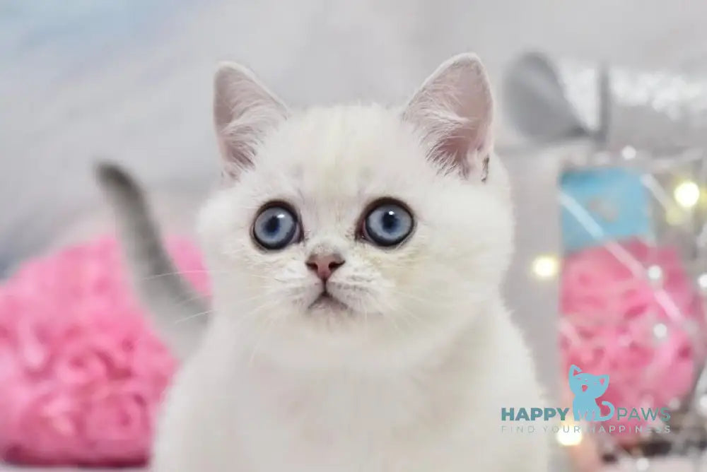 Dior British Shorthair male black silver shaded pointed live animals