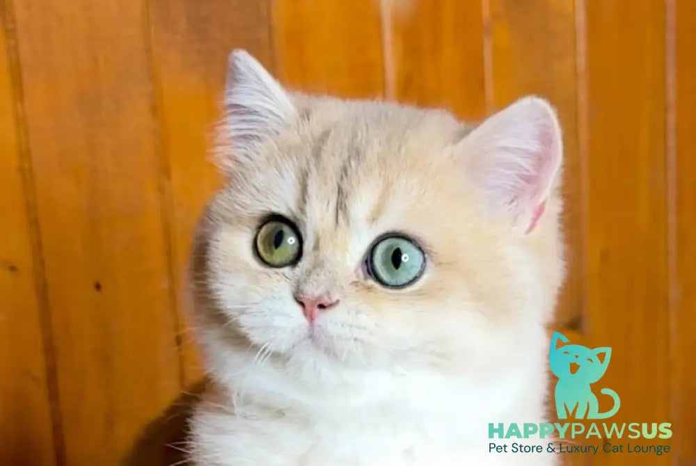 Dior British Shorthair male blue golden chinchilla live animals