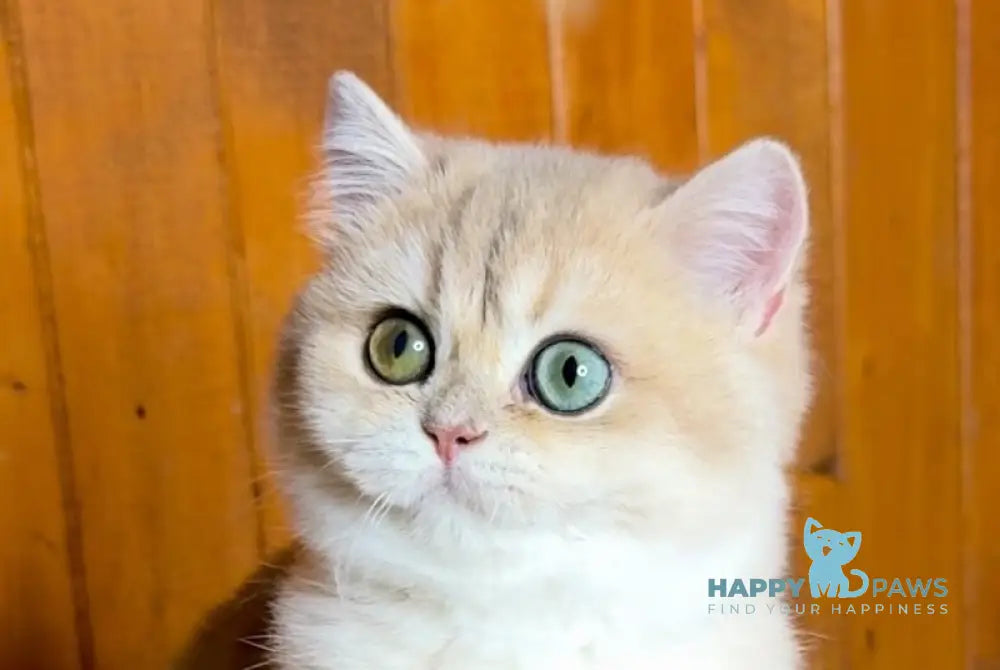 Dior British Shorthair male blue golden chinchilla live animals