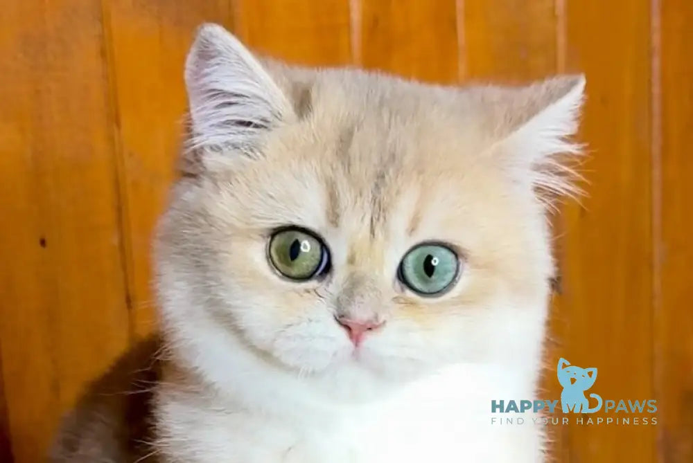 Dior British Shorthair male blue golden chinchilla live animals