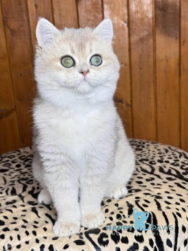 Dior British Shorthair male blue golden chinchilla live animals