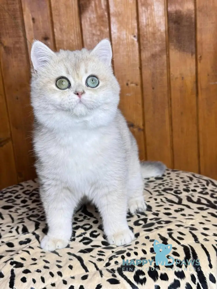 Dior British Shorthair male blue golden chinchilla live animals