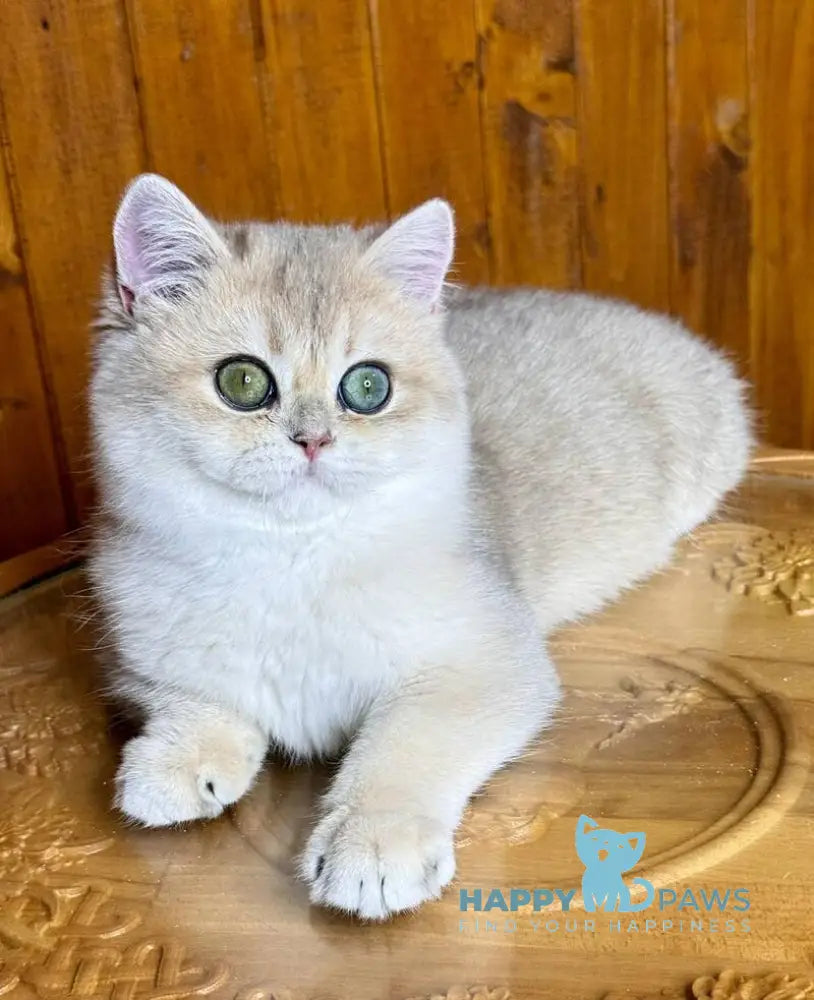 Dior British Shorthair male blue golden chinchilla live animals