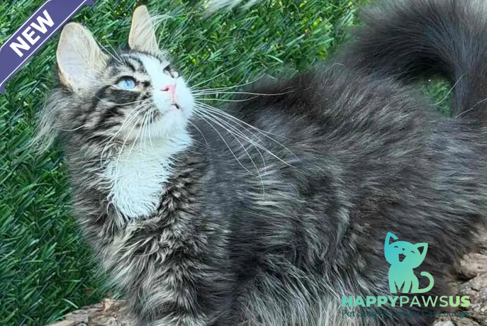 Dior Maine Coon male black tabby with white - live animals