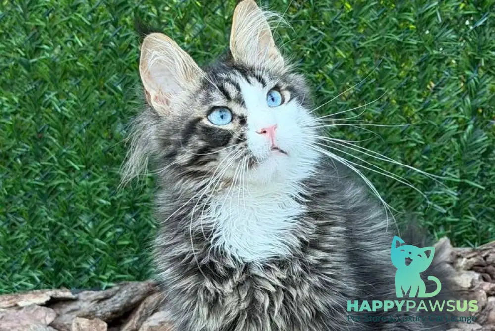 Dior Maine Coon male black tabby with white - live animals