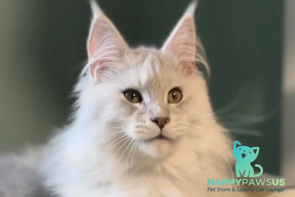 Dior Maine Coon male blue silver shaded live animals