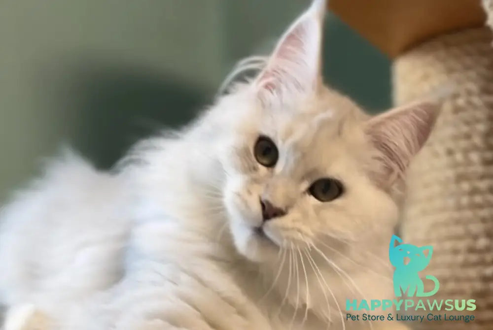 Dior Maine Coon male blue silver shaded live animals