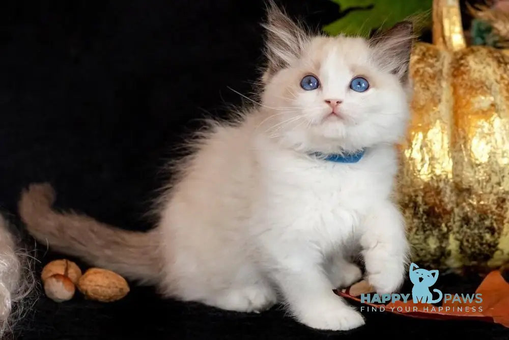 Dior Ragdoll female seal bicolour live animals