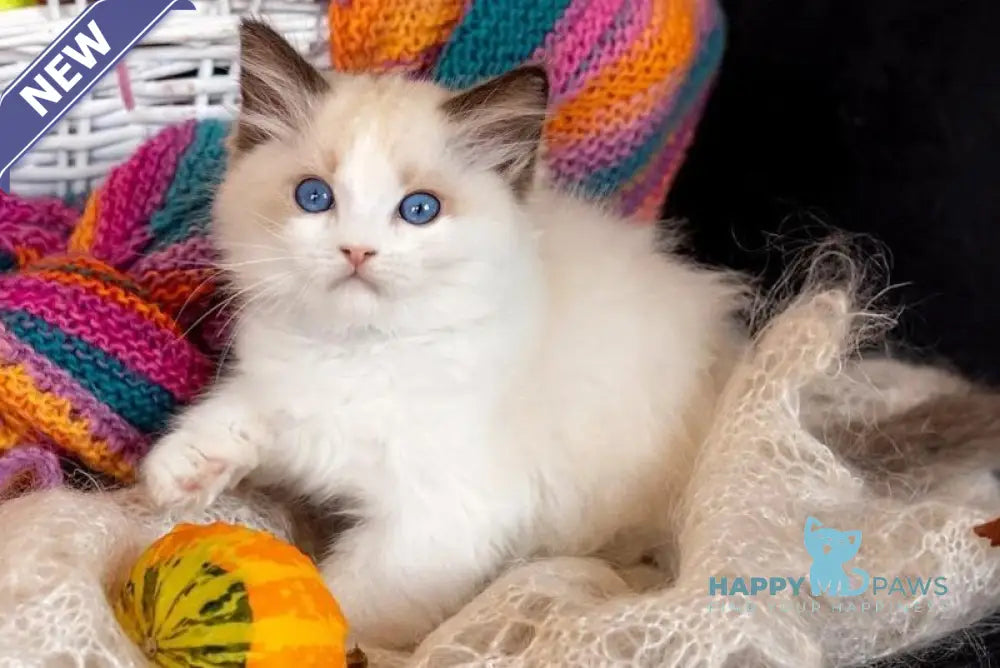 Dior Ragdoll female seal bicolour live animals