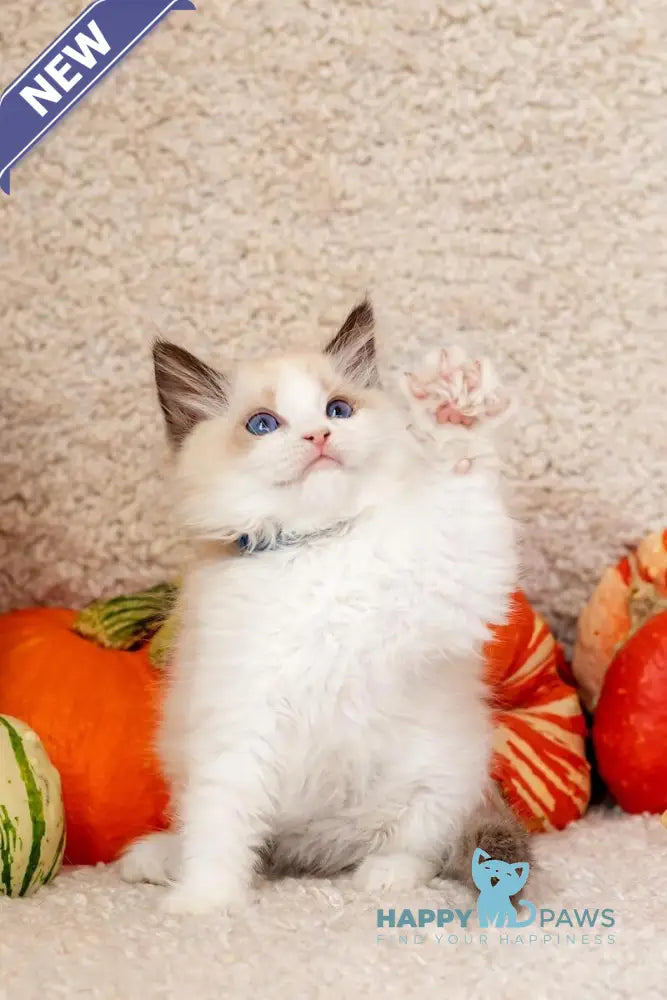 Dior Ragdoll female seal bicolour live animals