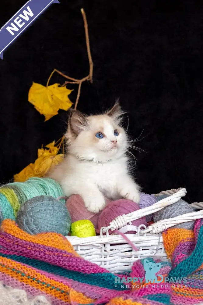 Dior Ragdoll female seal bicolour live animals