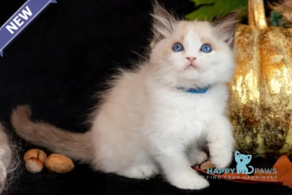 Dior Ragdoll female seal bicolour live animals