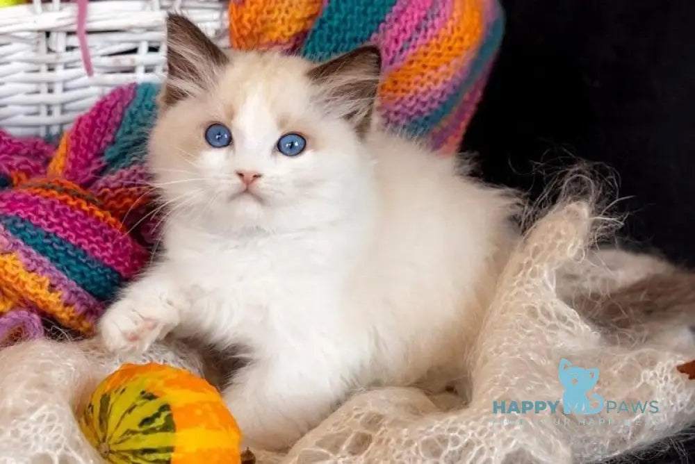 Dior Ragdoll female seal bicolour live animals
