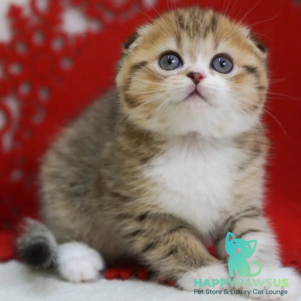 Dior Scottish Fold male black spotted tabby bicolour - live animals