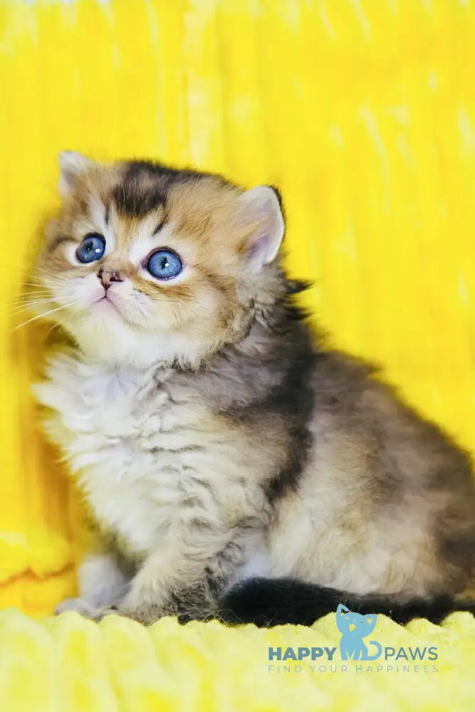 Dior Scottish Straight male black golden ticked tabby live animals