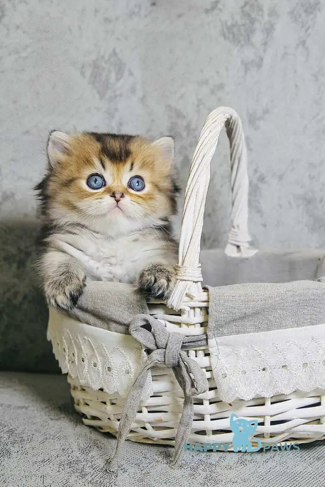 Dior Scottish Straight male black golden ticked tabby live animals