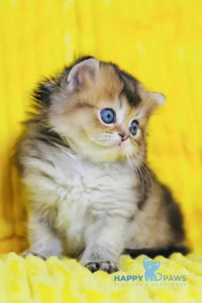 Dior Scottish Straight male black golden ticked tabby live animals