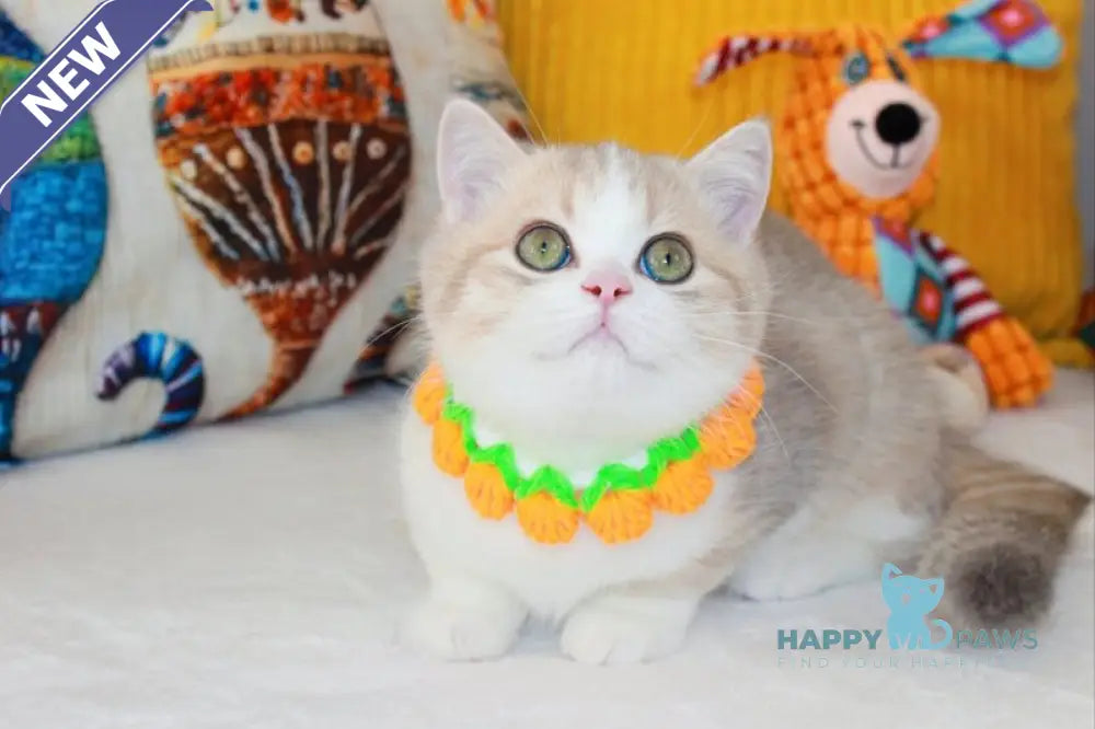 Dior Scottish Straight male lilac golden ticked tabby bicolour live animals