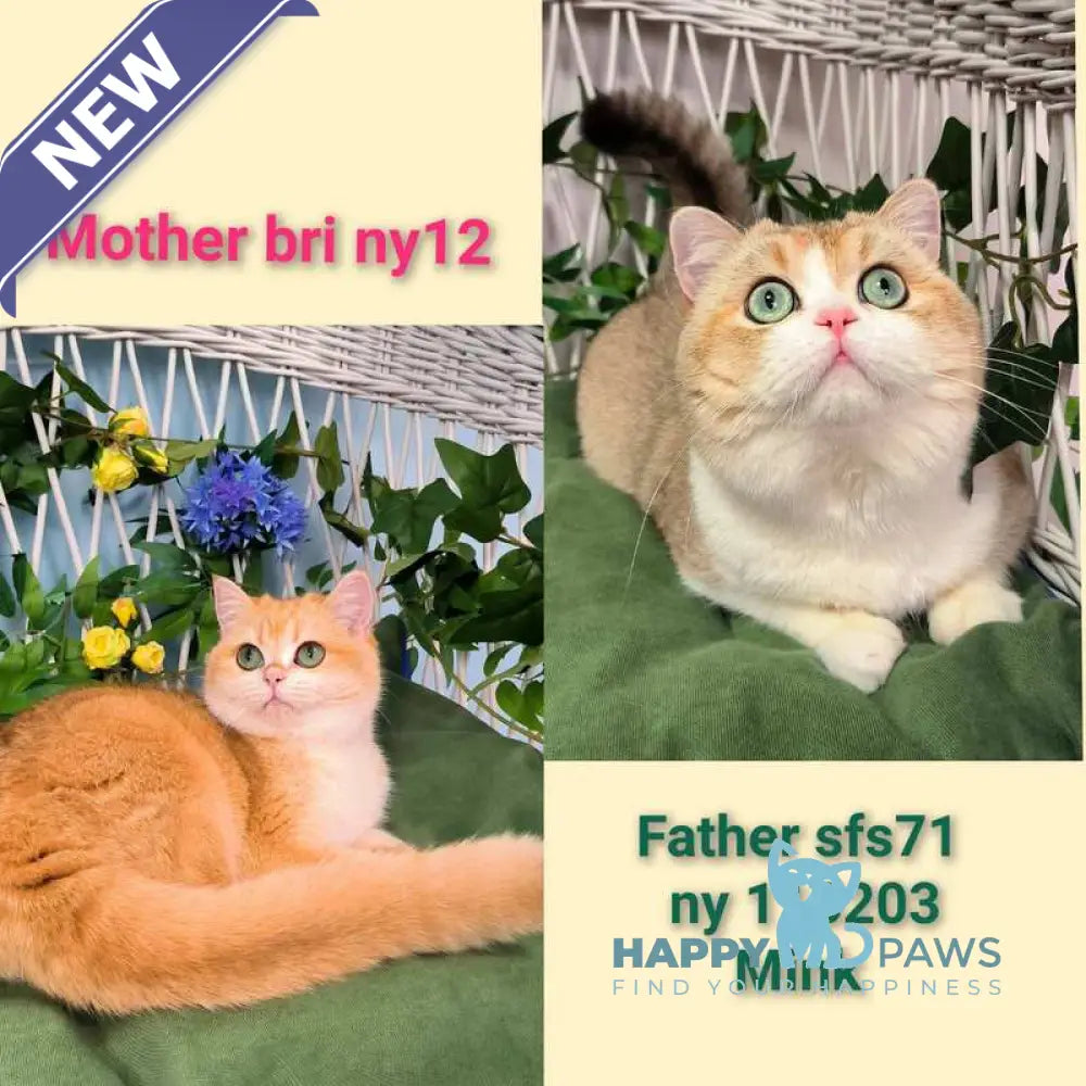 Dior Scottish Straight male lilac golden ticked tabby bicolour live animals