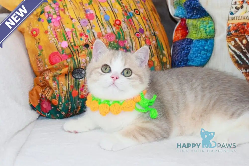 Dior Scottish Straight male lilac golden ticked tabby bicolour live animals