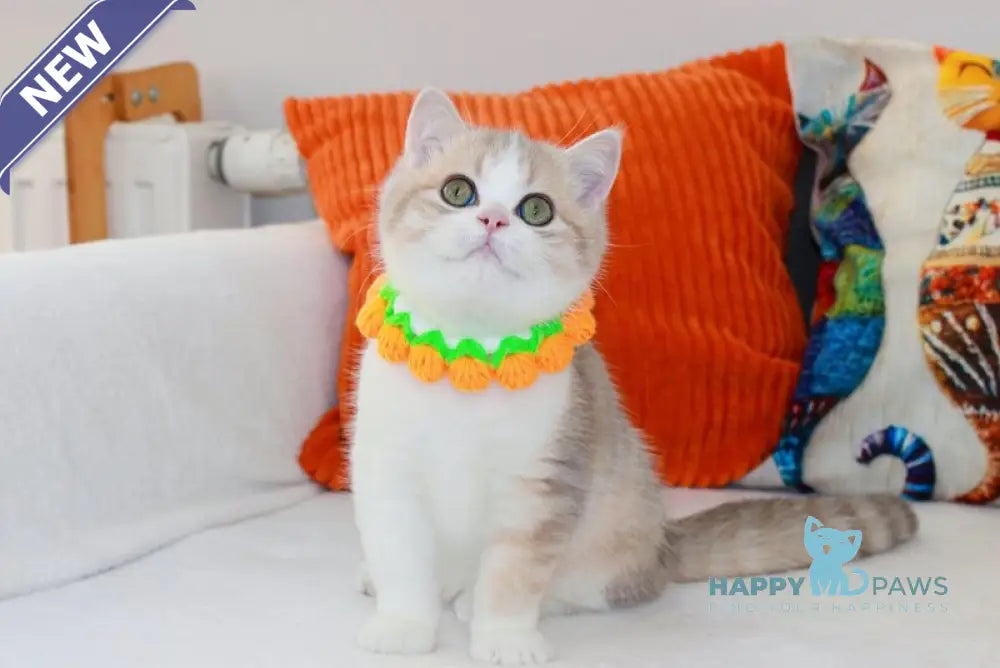 Dior Scottish Straight male lilac golden ticked tabby bicolour live animals