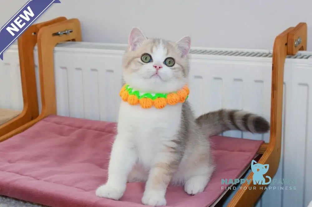 Dior Scottish Straight male lilac golden ticked tabby bicolour live animals