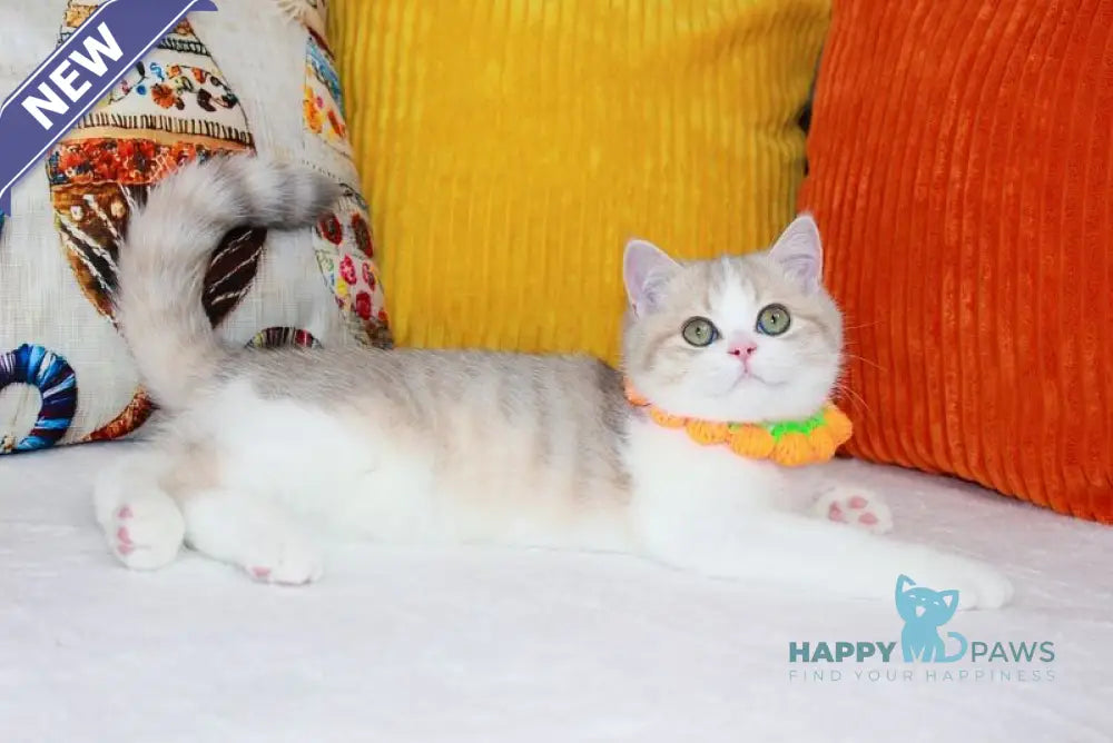 Dior Scottish Straight male lilac golden ticked tabby bicolour live animals