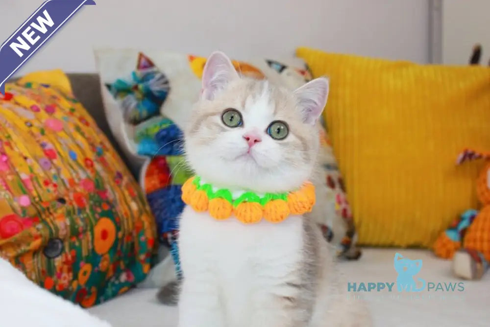 Dior Scottish Straight male lilac golden ticked tabby bicolour live animals