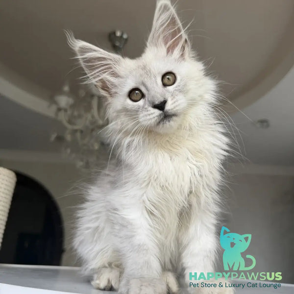 Diora Maine Coon female black silver shaded - live animals