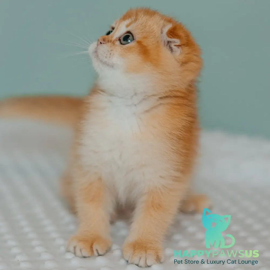 Diora Scottish Fold female black golden chinchilla - live animals