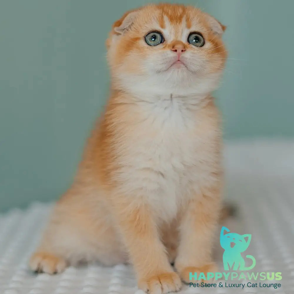 Diora Scottish Fold female black golden chinchilla - live animals